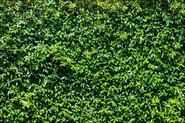 Fundo Folha Verde Jardim — Fotografia de Stock