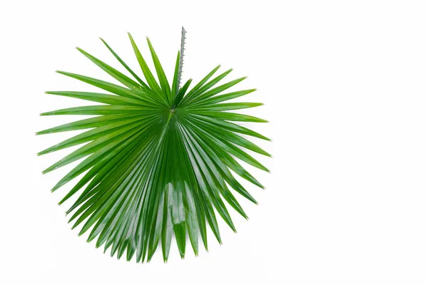 Один Зеленый Лист Пальмы Близко Поверхности Изолированный Белый Фон — стоковое фото