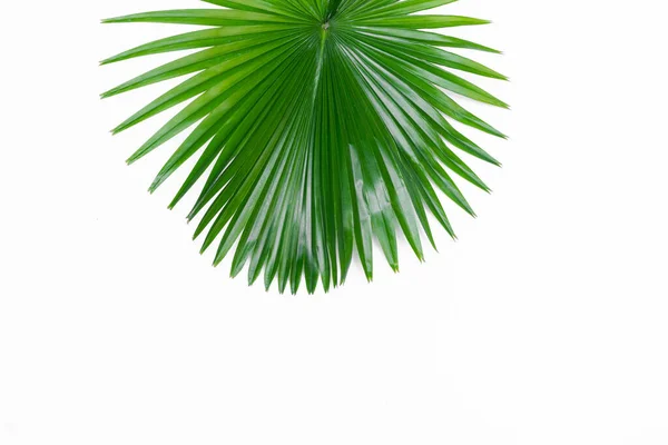 Один Зеленый Лист Пальмы Близко Поверхности Изолированный Белый Фон — стоковое фото