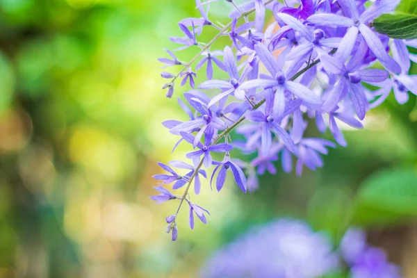 Beautiful Purple Wreath Vine Petrea Volubilis Queen Wreath Vine Flower — Stock Photo, Image