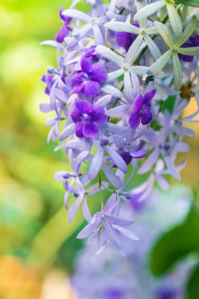 Beautiful Purple Wreath Vine Petrea Volubilis Queen Wreath Vine Flower — Stock Photo, Image