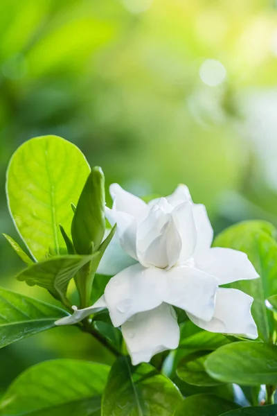 Pretty Gardenia Flower Gardenia Jasminoides Blooming Beautiful Morning Green Leaf — Stock Photo, Image