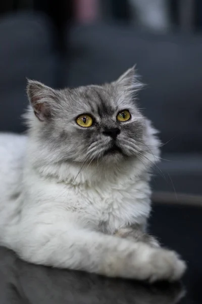 一只灰色的猫 黄色的眼睛坐在那里 看着摄像机 从模糊的背景中分离出来 — 图库照片