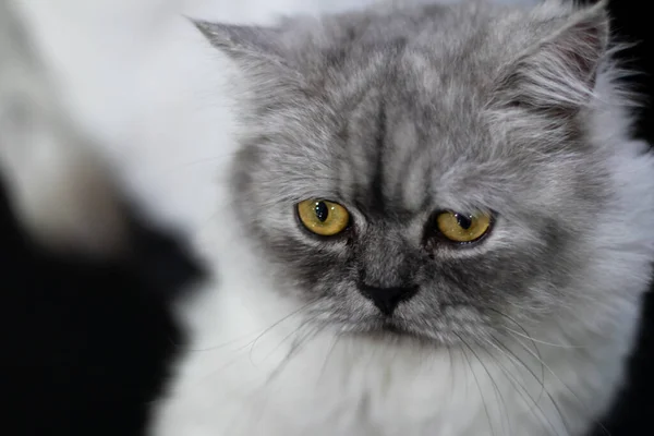 一只灰色的猫 黄色的眼睛坐在那里 看着摄像机 从模糊的背景中分离出来 — 图库照片