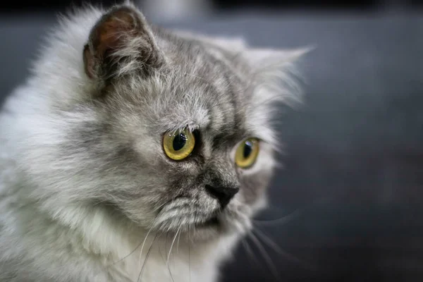 Gato Gris Con Ojos Amarillos Sentado Mirando Cámara Separado Fondos —  Fotos de Stock