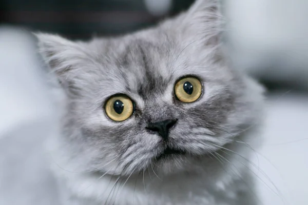 黄色の目をした灰色の猫が座ってカメラを見てぼやけている背景から分離 — ストック写真