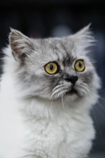 一只灰色的猫 黄色的眼睛坐在那里 看着摄像机 从模糊的背景中分离出来 — 图库照片