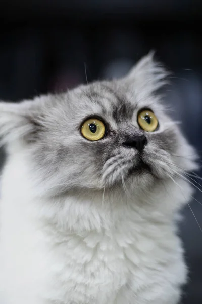 Szary Kot Żółtymi Oczami Siedzący Patrzący Kamerę Oddzielony Rozmytych Tła — Zdjęcie stockowe