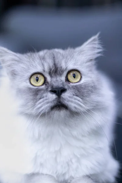 Graue Katze Mit Gelben Augen Sitzt Und Blickt Die Kamera — Stockfoto