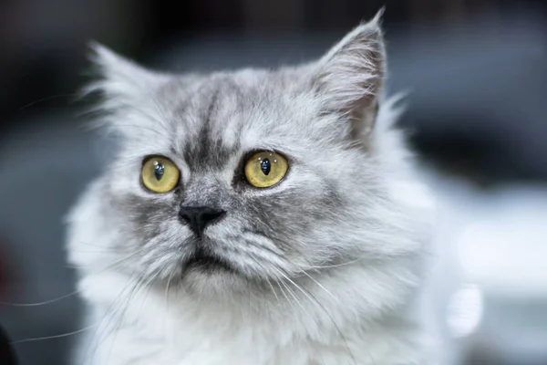 Gato Gris Con Ojos Amarillos Sentado Mirando Cámara Separado Fondos —  Fotos de Stock