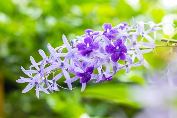 Beautiful Purple Wreath Vine Petrea Volubilis Queen Wreath Vine Flower — Stock Photo, Image