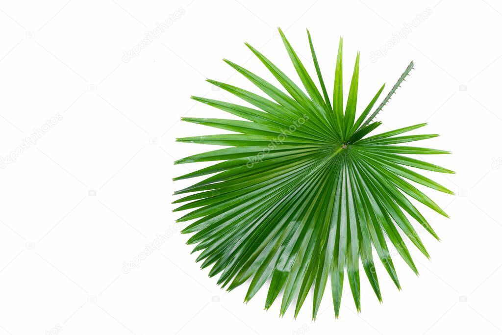 single green palm leaf close up  on surface isolated  White background