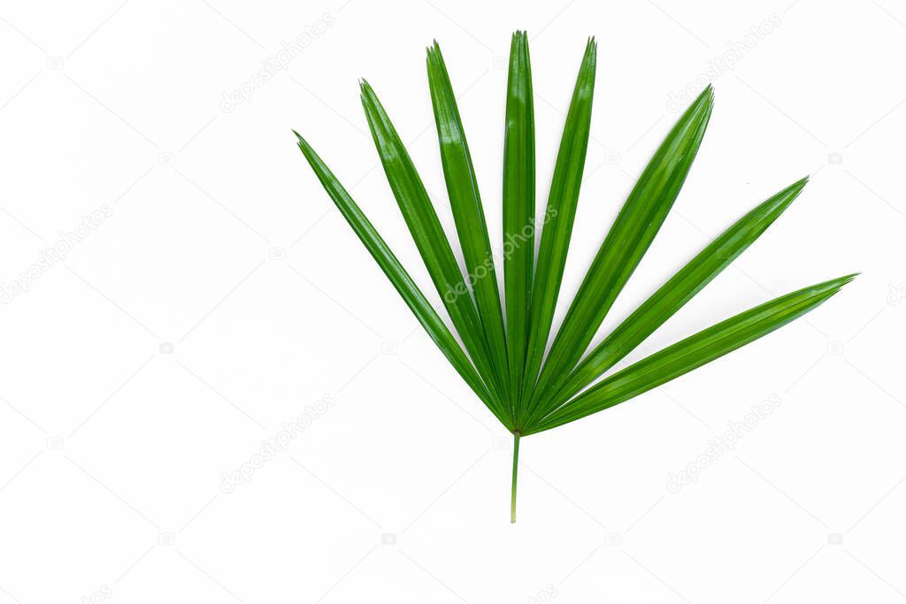 green lady palm leaf close up  on surface isolated  White background