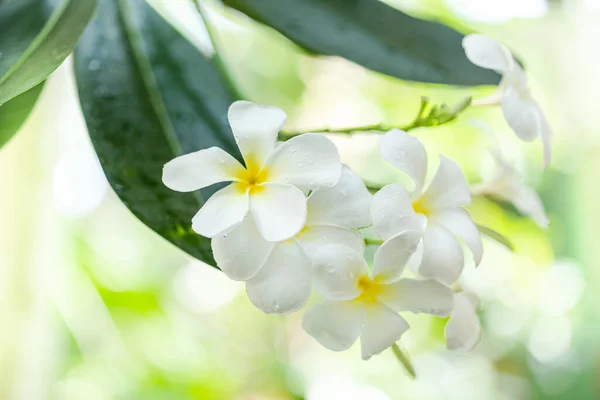 Plumeria Flor Jardim Com Fundo Natureza Para Criar Uma Bela — Fotografia de Stock