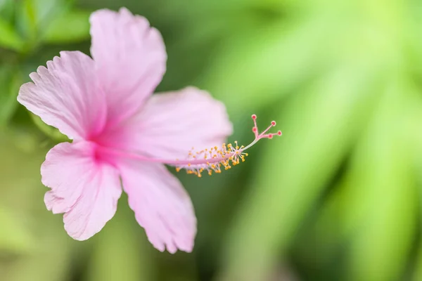 Flor Hibisco Rosa Rosa China Hibisco Chinês Hibisco Havaiano Flor — Fotografia de Stock