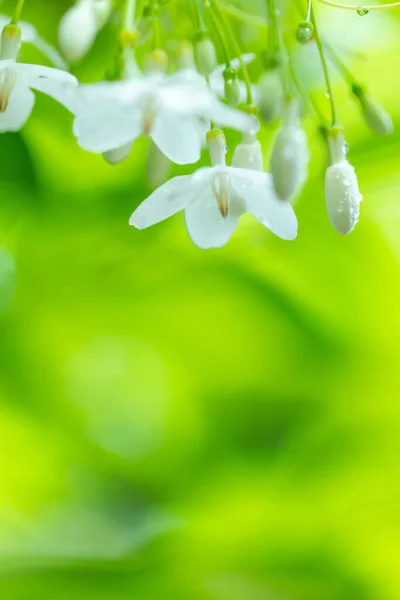 Tropical White Flower Names Water Jasmine Nature Blurred Background — Stock Photo, Image