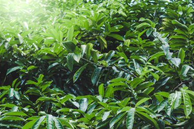 Bahçedeki yeşil yaprak soyut arkaplan görünümü