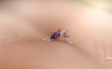 Dang humması taşıyan sivrisinekler insan derisine nüfuz eder ve kan emerler..