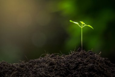 Tohumlar verimli topraklardan yetişiyor. Ve sabah güneşi tarım kavramının üzerinde parlıyor..