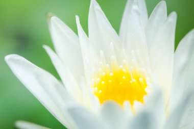 güzel beyaz nilüfer çiçeği ve sarı polen gölette yeşil yapraklı.