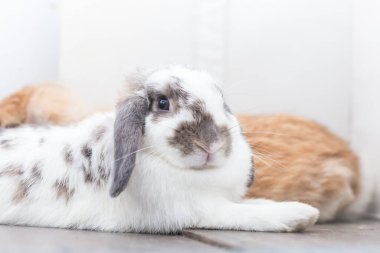 Kahverengi ve beyaz renkli tavşan yerde yatıyor. Beyaz arkaplana böl.