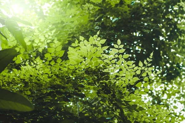 Natur Ansicht Des Grünen Blattes Abstrakten Hintergrund Garten — Stockfoto