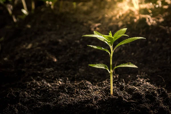 Seedlings Growing Fertile Soil Morning Sun Shining Concept Agriculture — Stock Photo, Image