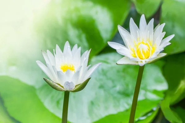 Schöne Weiße Lotusblüte Und Gelbe Pollen Mit Grünen Blättern Teich — Stockfoto