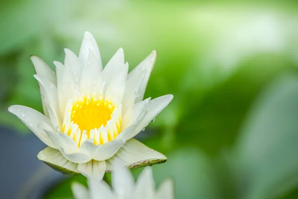 Schöne Weiße Lotusblüte Und Gelbe Pollen Mit Grünen Blättern Teich — Stockfoto