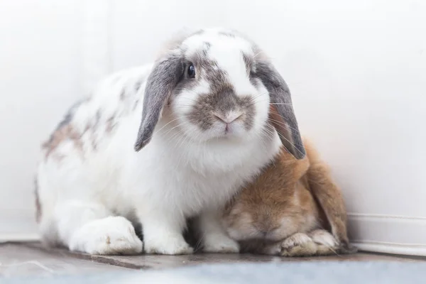 Lapin Brun Blanc Beau Couché Sur Sol Divisé Sur Fond — Photo