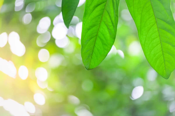 Natuur Uitzicht Groen Blad Abstracte Achtergrond Tuin — Stockfoto