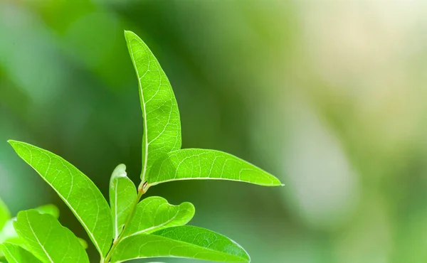 Natuur Uitzicht Groen Blad Abstracte Achtergrond Tuin — Stockfoto