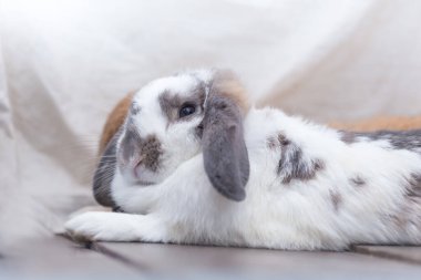 Kahverengi ve beyaz renkli tavşan yerde yatıyor. Beyaz arkaplana böl.
