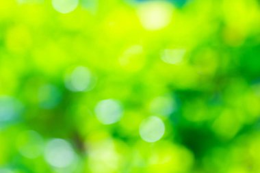 Doğal ışıktan gelen Bokeh yeşildir ve güzel renklidir..