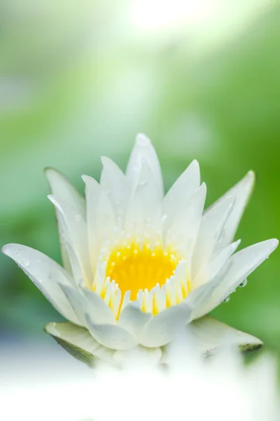Schöne Weiße Lotusblüte Und Gelbe Pollen Mit Grünen Blättern Teich — Stockfoto