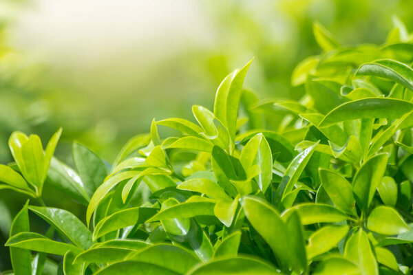 nature view of  green leaf abstract background  in garden