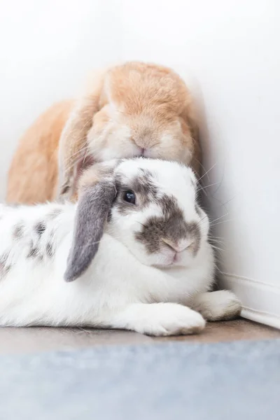 Lapin Brun Blanc Beau Couché Sur Sol Divisé Sur Fond — Photo