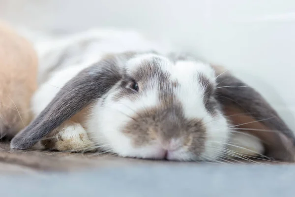 Conejo Con Marrón Blanco Precioso Tendido Suelo Dividida Sobre Fondo —  Fotos de Stock