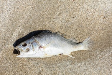 Hasarlı ekosistemlerin kumlu sahillerinde ölü balıklar.