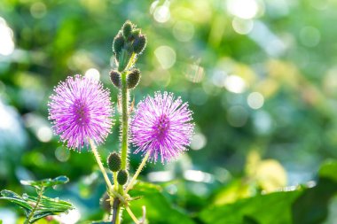 Sensitive plant / Mimosa pigra Or called sleeping grass, shameplant, sleepy plant, Showing round pink, Purple fully blossoming Increase prominence by small green leaves. clipart