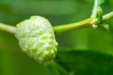 Bahçedeki morinda citrifolia (noni) bitkisinin meyvesi tarımsal ürünlerdir