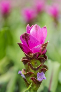 Curcuma Zanthorrhiza (Siam Lale Curcuma Alismatifolia) Beyaz Çiçek Doğada ve Bahçede