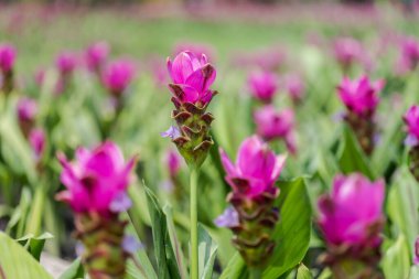 Curcuma Zanthorrhiza (Siam Lale Curcuma Alismatifolia) Beyaz Çiçek Doğada ve Bahçede