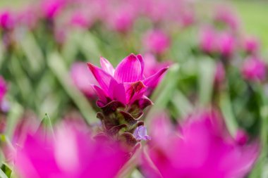 Curcuma Zanthorrhiza (Siam Lale Curcuma Alismatifolia) Beyaz Çiçek Doğada ve Bahçede