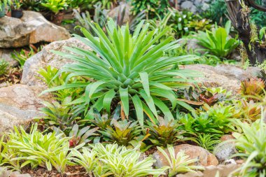 Bromeliad, ya da Aechmea fasciata, Vazo Bitkisi, Bromeliaceae Yeşil Yaprak arka plan Güzel ve yararlı dekoratif bitkiler