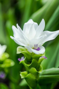 Curcuma Zanthorrhiza (Siam Lale Curcuma Alismatifolia) Beyaz Çiçek Doğada ve Bahçede