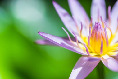 Güzel pembe nilüferler, yaprakları bulanık olan pembe nilüferler.