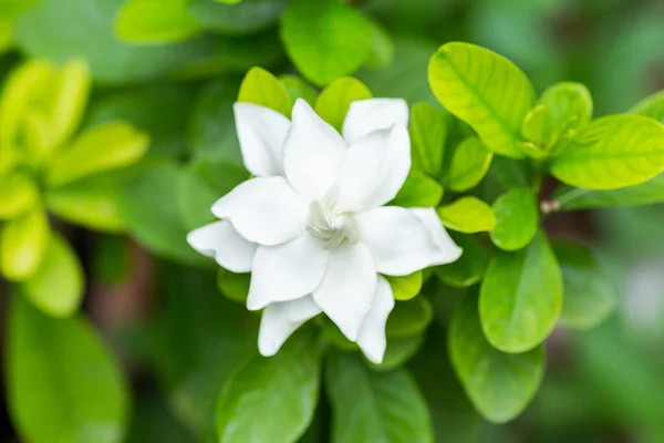 Pretty Gardenia Flower Gardenia Jasminoides Blooming Beautiful Morning Green Leaf — Stock Photo, Image