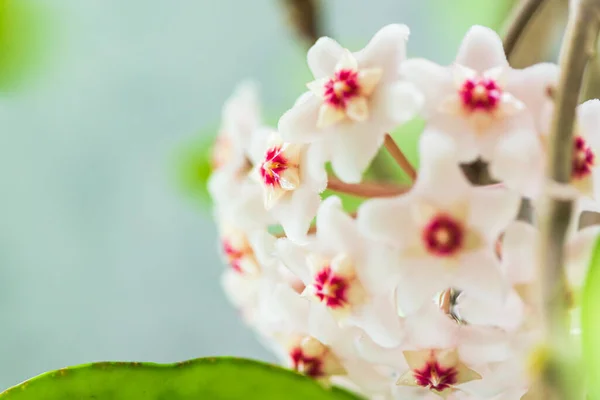 Close Star Shaped White Pink Flowers Hoya Carnosa Porcelain Flower — Stock Photo, Image