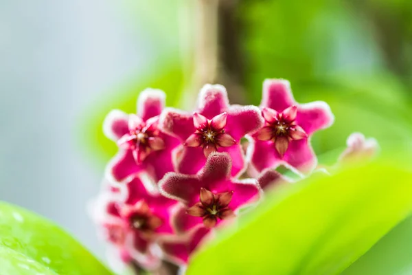 Close Star Shaped Red Pink Flowers Hoya Carnosa Porcelain Flower — Stock Photo, Image